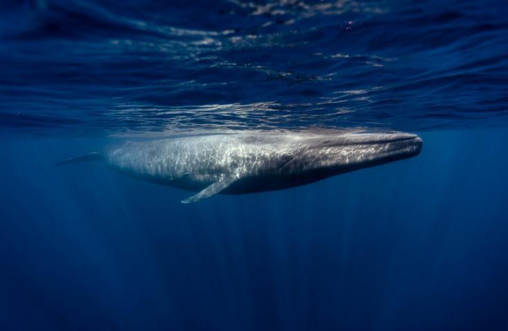 USDC активно покидает адреса китов