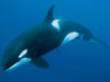 whale