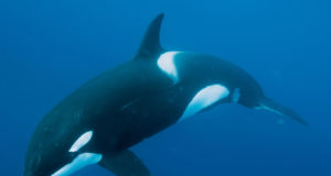 whale