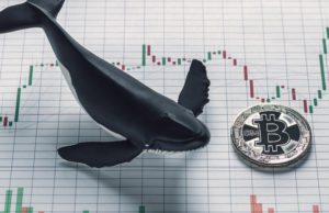 whale
