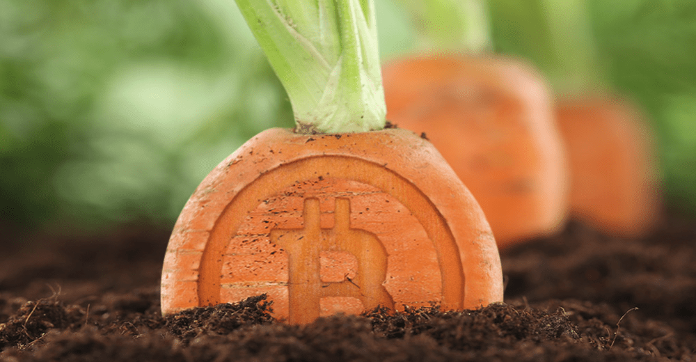 Основные майнинг-пулы готовы поддержать обновление Taproot в сети биткоина