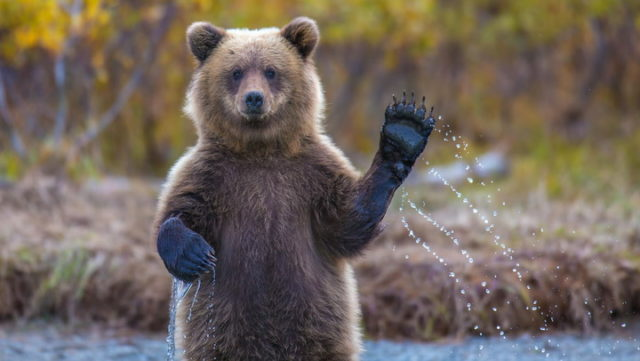 Glassnode: Медведи крепко вцепились в биткоин 