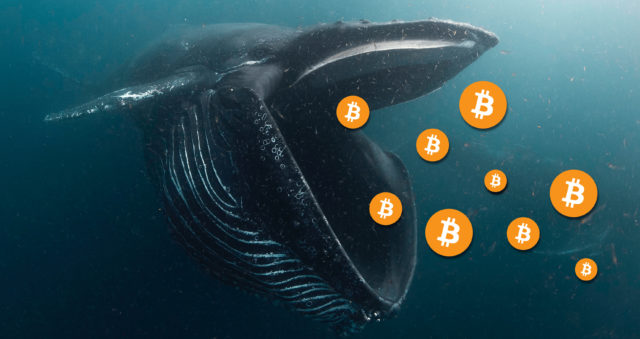 CryptoQuant: Whales prepared in advance for a rise in the price of Bitcoin