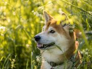 За сутки сожжено 2,85 млн SHIB