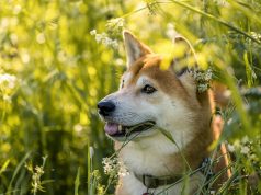 За сутки сожжено 2,85 млн SHIB