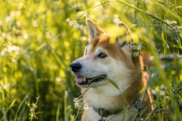 ShibaInu