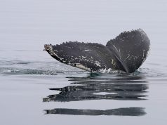 Рост притока крупных инвесторов усиливает давление на биткоин